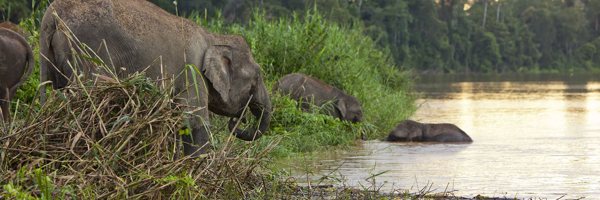 Elephants crossing the Kinabatangan River