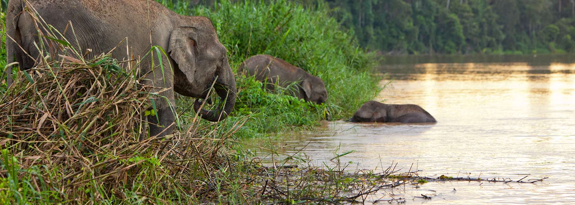 Elephants crossing the Kinabatangan River