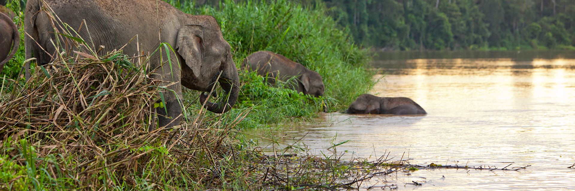 Elephants crossing the Kinabatangan River