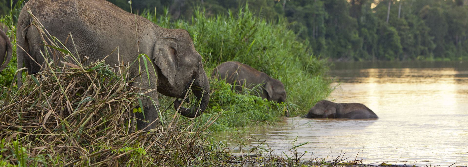 Elephants crossing the Kinabatangan River