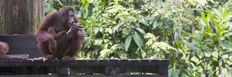 Sepilok Orangutan Sanctuary