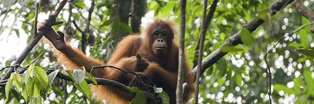 Orangutan in Kalimantan Orangutan in Kalimantan