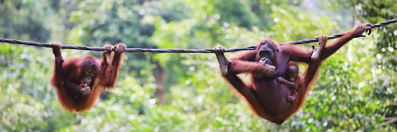 Orangutans at the Sepilok Orangutan Sanctuary in Sabah
