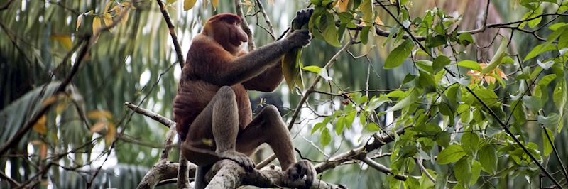 Proboscis monkey in the Sarawak region of Malaysian Borneo