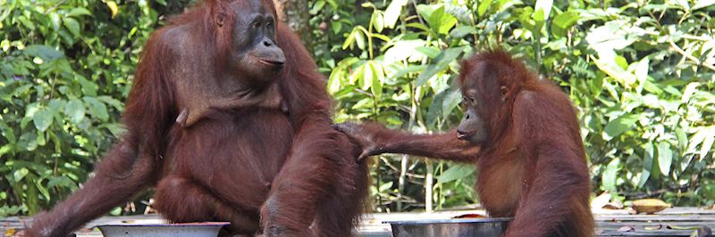 Feeding time at Camp Leakey Orangutan Rehabilitation Centre in Tanjung Puting National Park