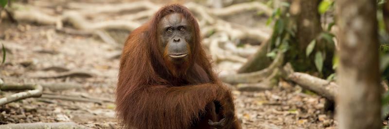 Orangutan in the Semenggoh Wildlife Rehabilitation Centre