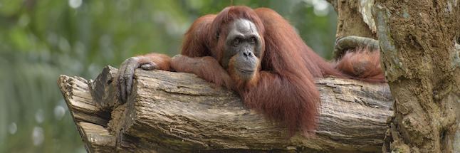 Male orangutan in the Tabin Wildlife Reserve Male orangutan in the Tabin Wildlife Reserve