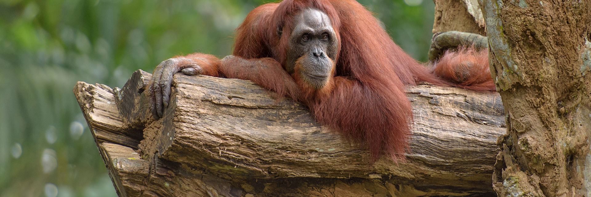 Orangutan in Borneo