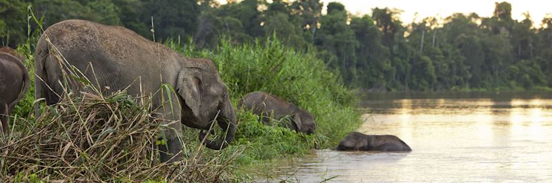 Kinabatangan River