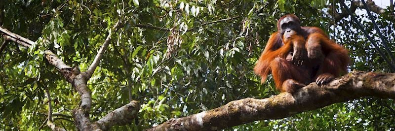 Orangutan in Tanjung Puting National Park