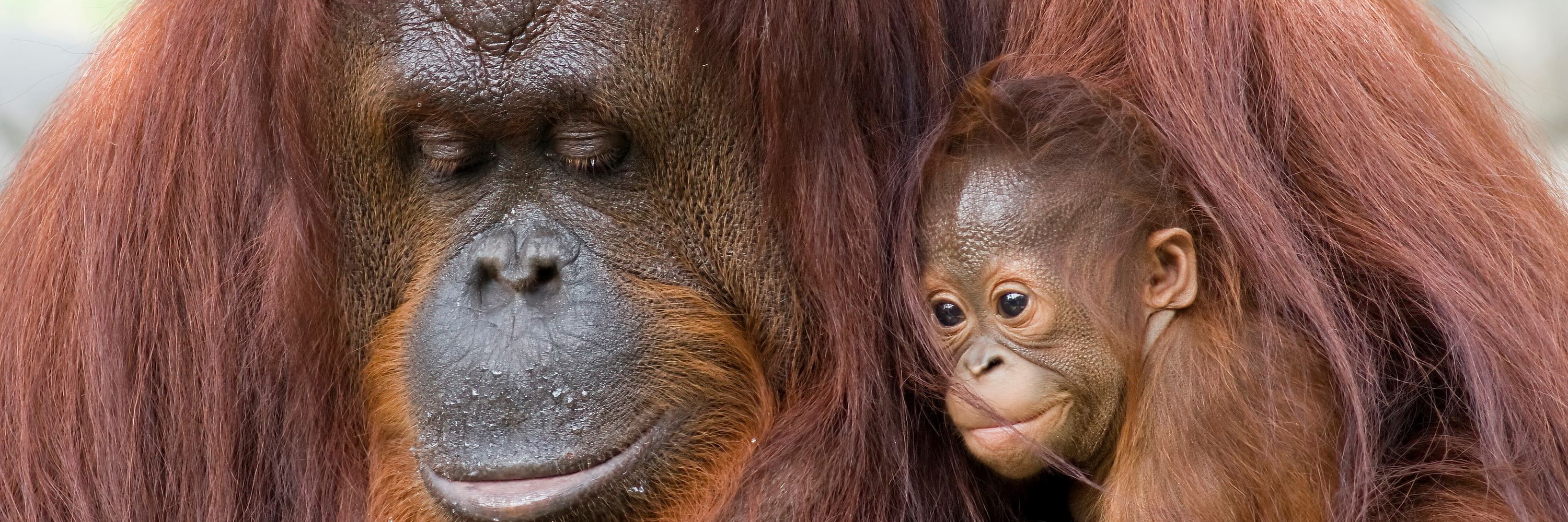 Where to see orangutan in Borneo | Audley Travel