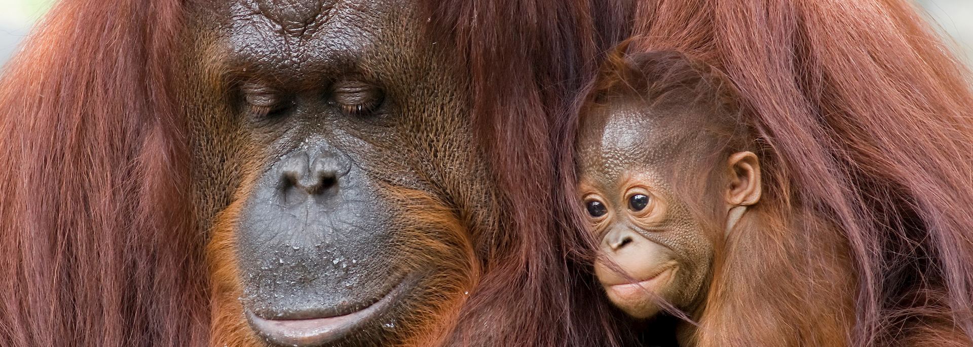 Female orangutan and infant