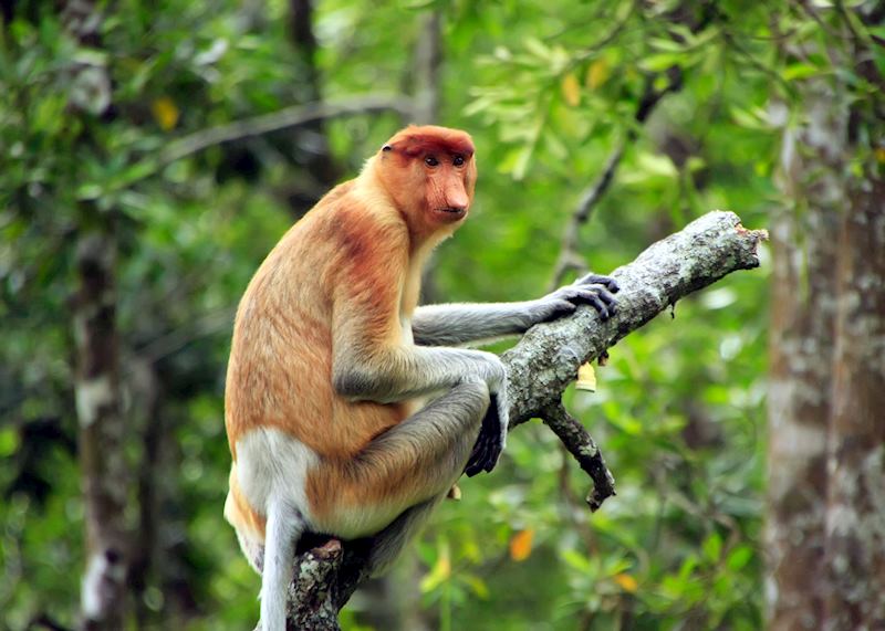 Proboscis monkey, Sabah