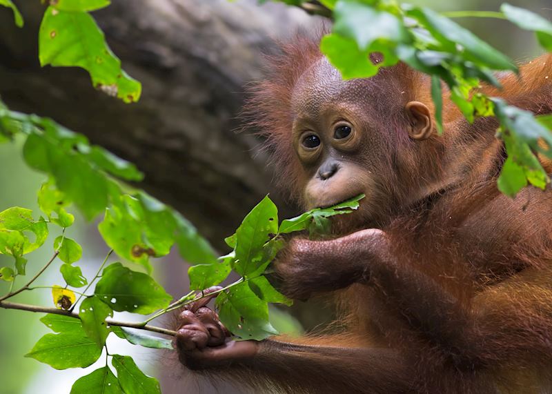 Orangutan at Sepilok Orangutan Rehabilitation Centre, Sabah