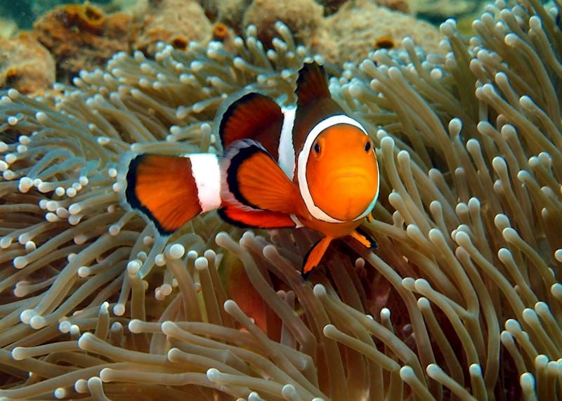 Clownfish, Tunku Abdul Rahman Marine Park