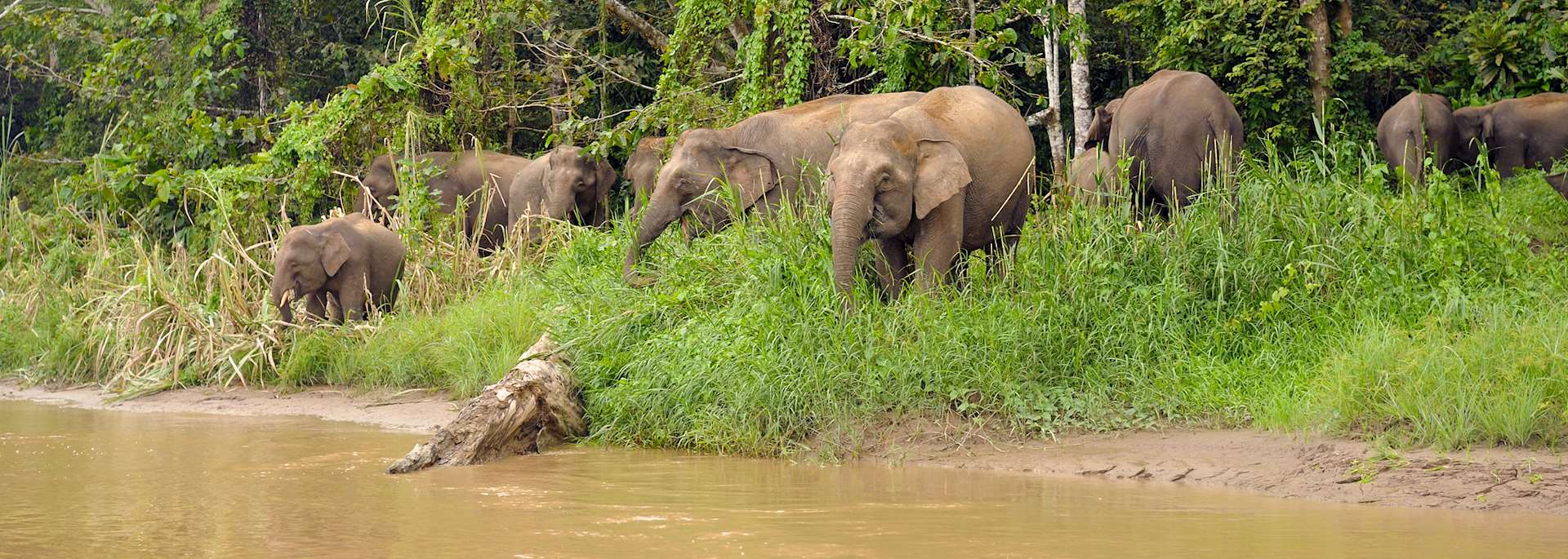Pygmy elephants in Tabin Wildlife Reserve