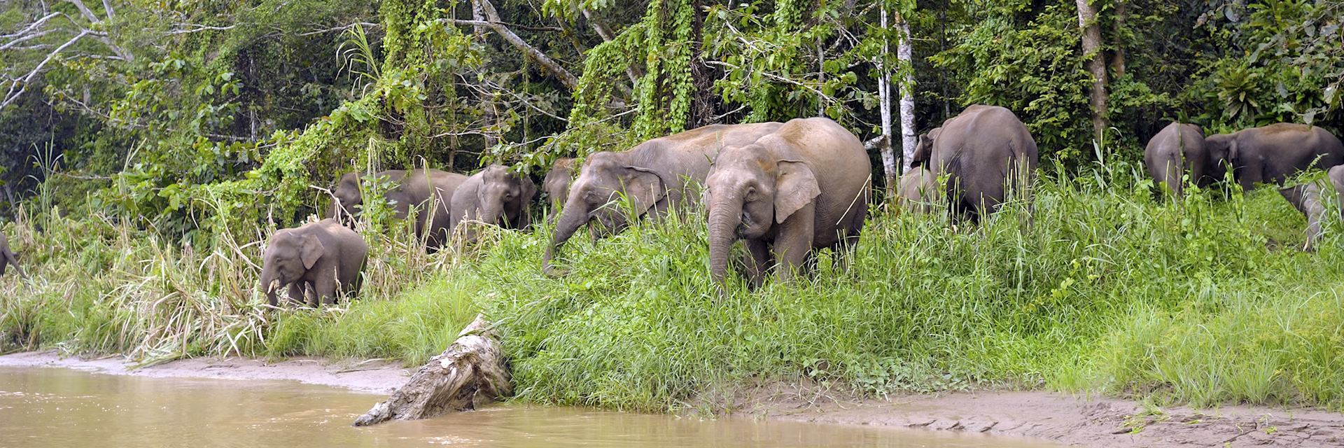 Pygmy elephants in Tabin Wildlife Reserve