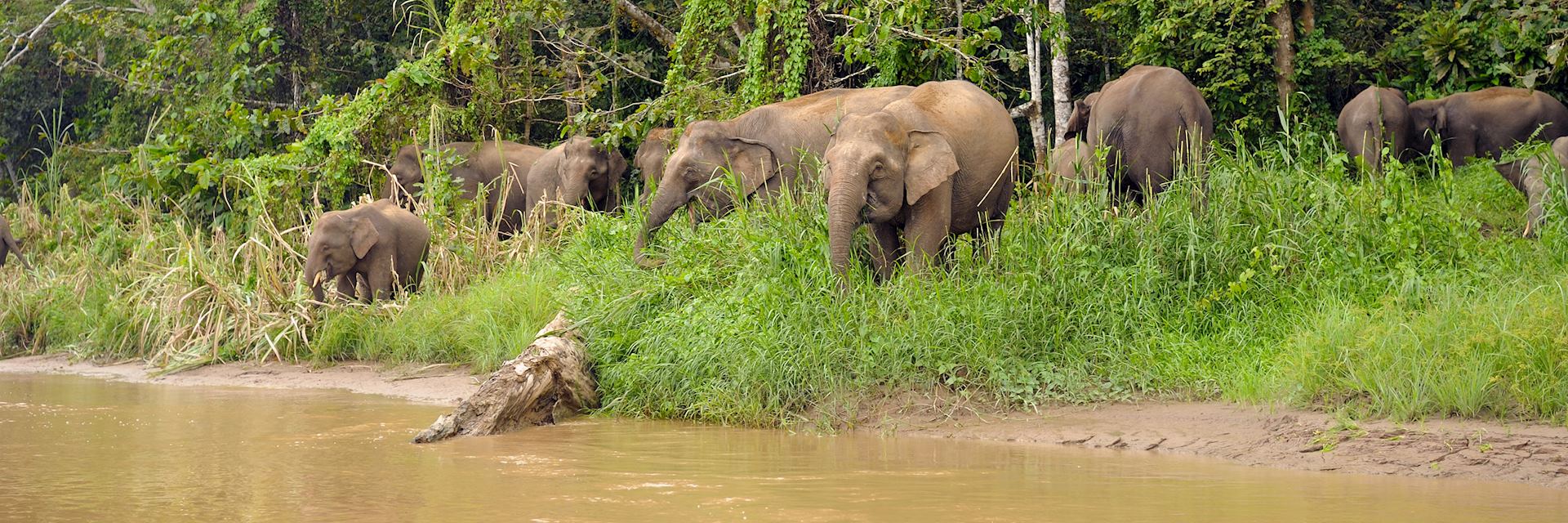 Pygmy elephants in Tabin Wildlife Reserve