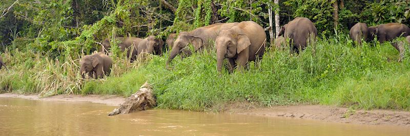 Pygmy elephants in Tabin Wildlife Reserve