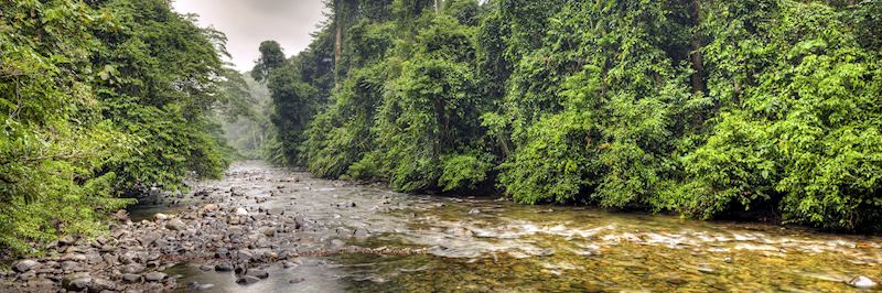 Tropical rainforest of Bako National Park