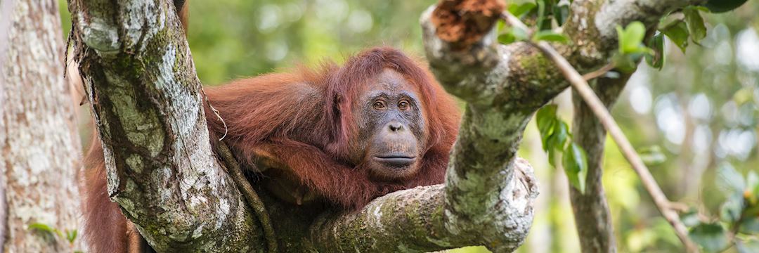 Female orangutan in the Danum Valley