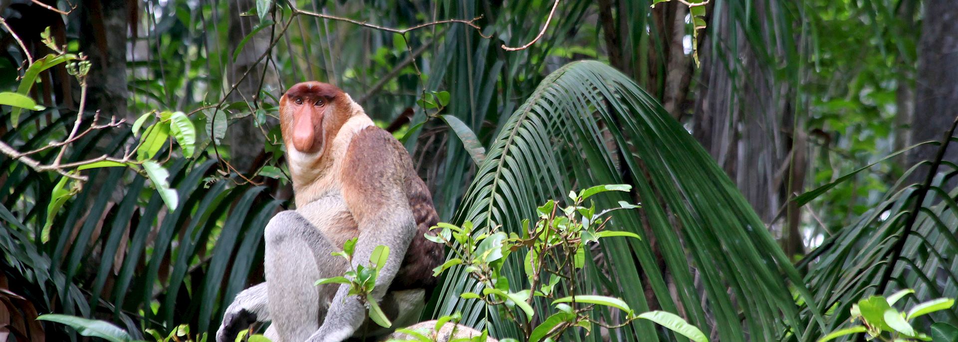 Proboscis monkey, Borneo