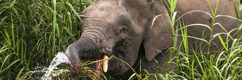 Pygmy elephant on the banks of the Kinabatangan River