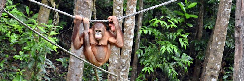Orangutan in Sepilok