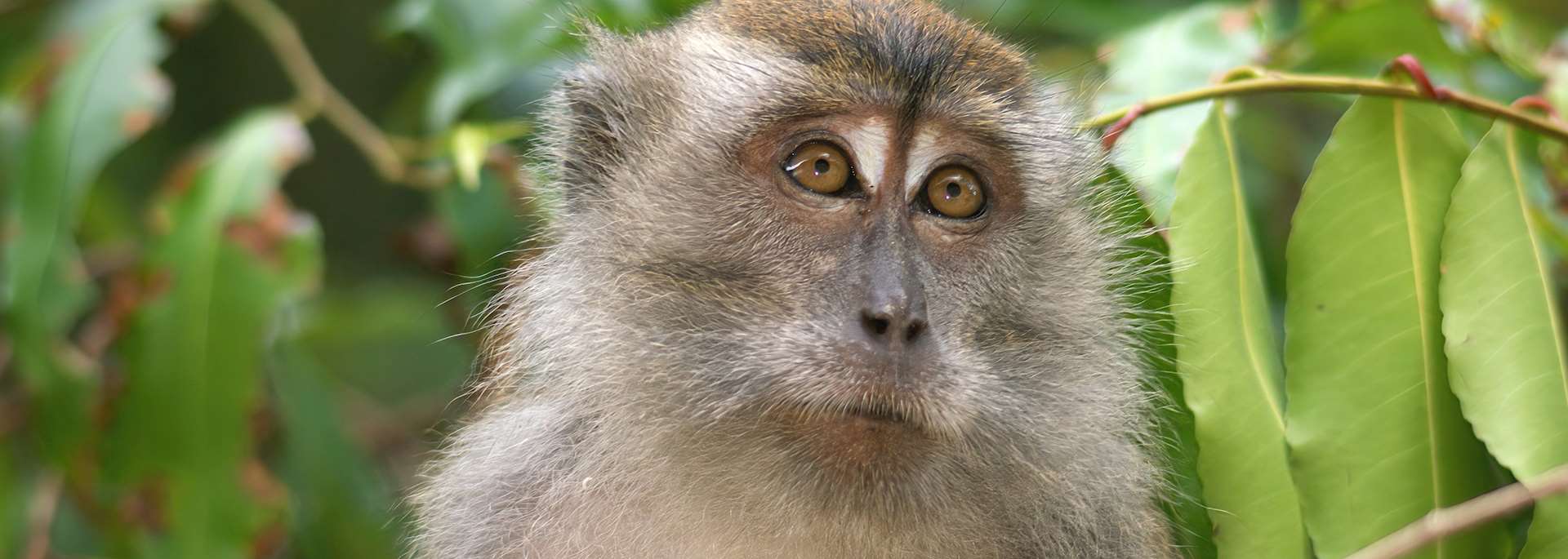 Crab-eating macaque in Sabah