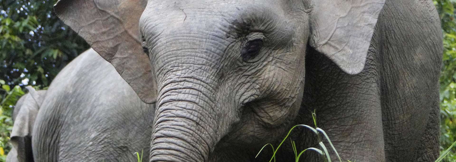 Pygmy elephant calf