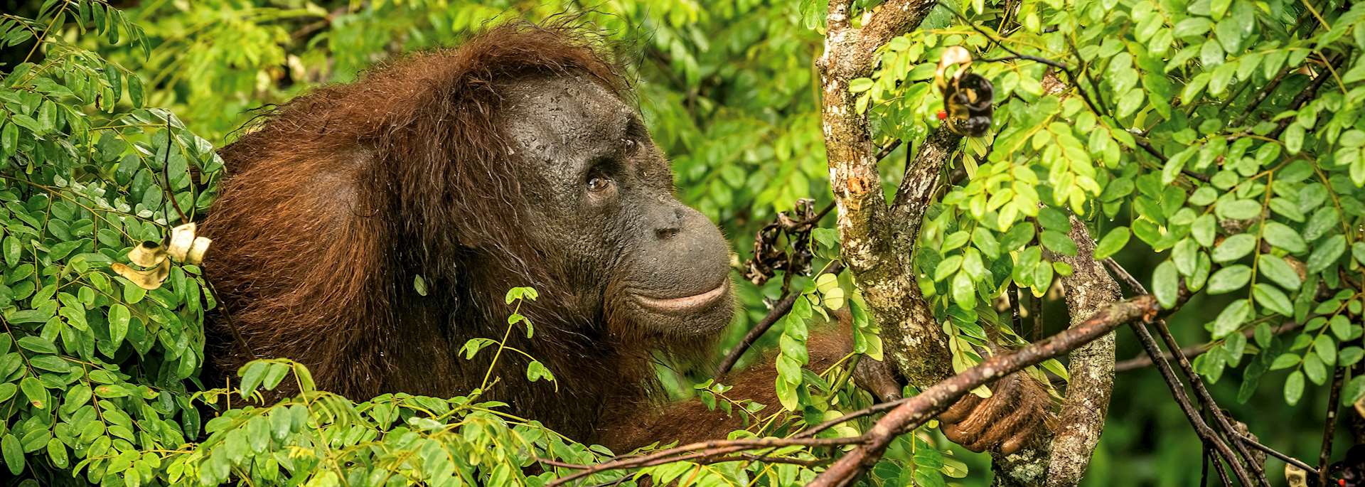 Female orangutan in Borneo
