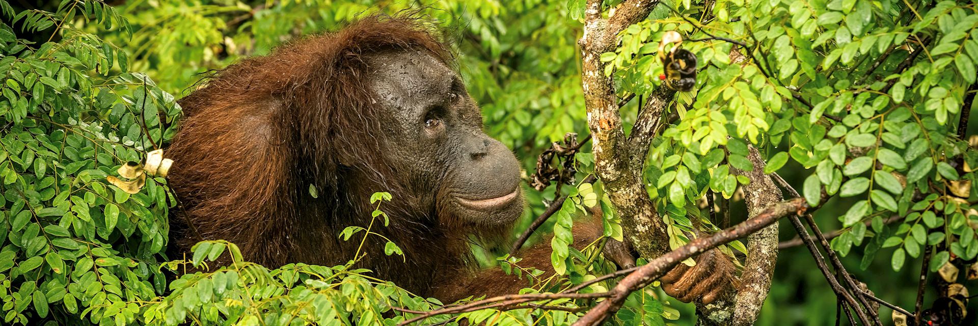 Female orangutan in Borneo