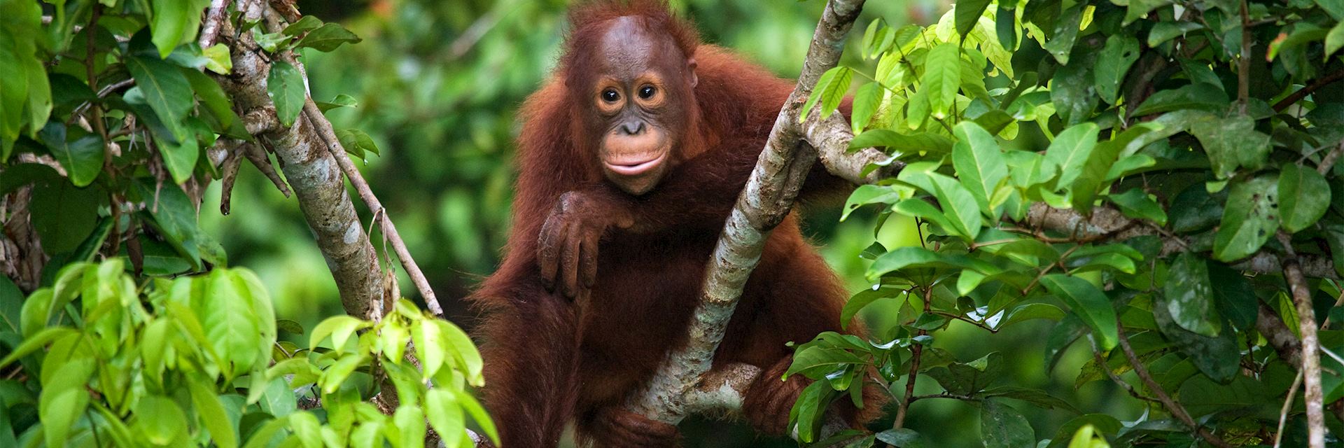 A baby orangutan in the wild