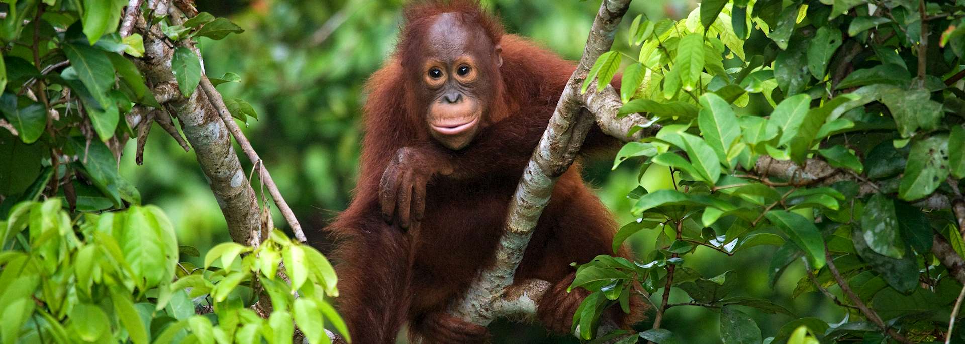 A baby orangutan in the wild