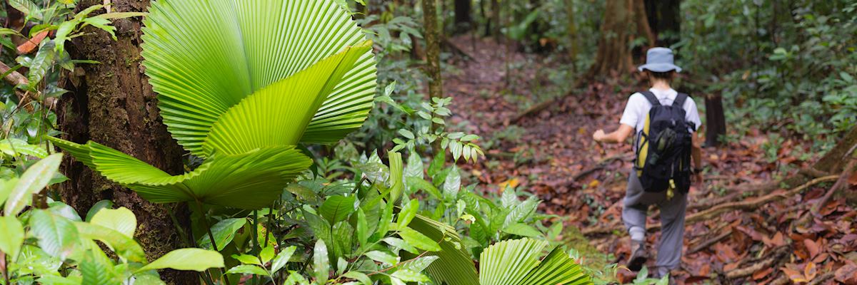 Trekking in Lambir Hills National Park, Borneo
