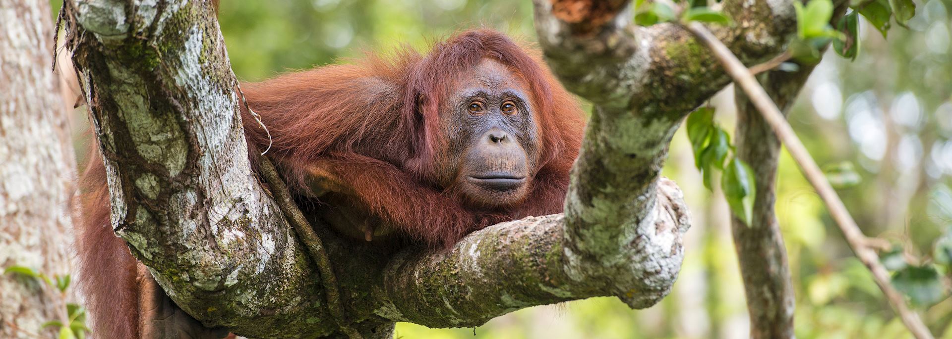 Female orangutan, Borneo
