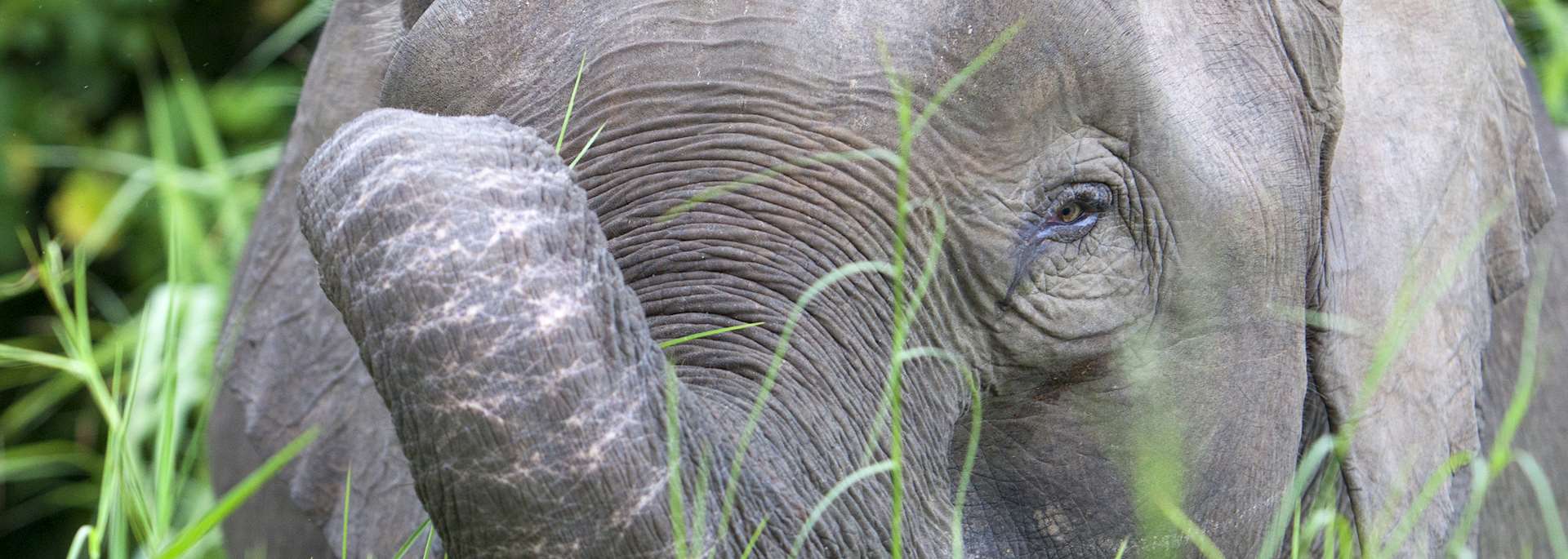 Pygmy elephant in Borneo