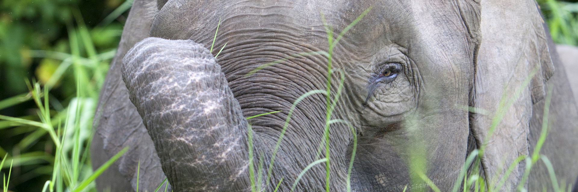Pygmy elephant in Borneo