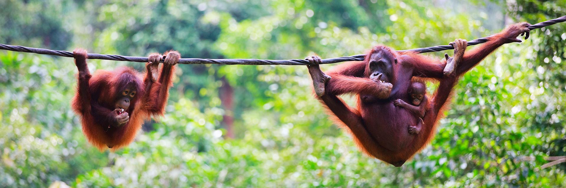 Orangutans in Sabah