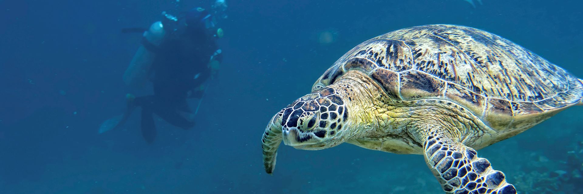 Turtle swimming off the coast of Borneo