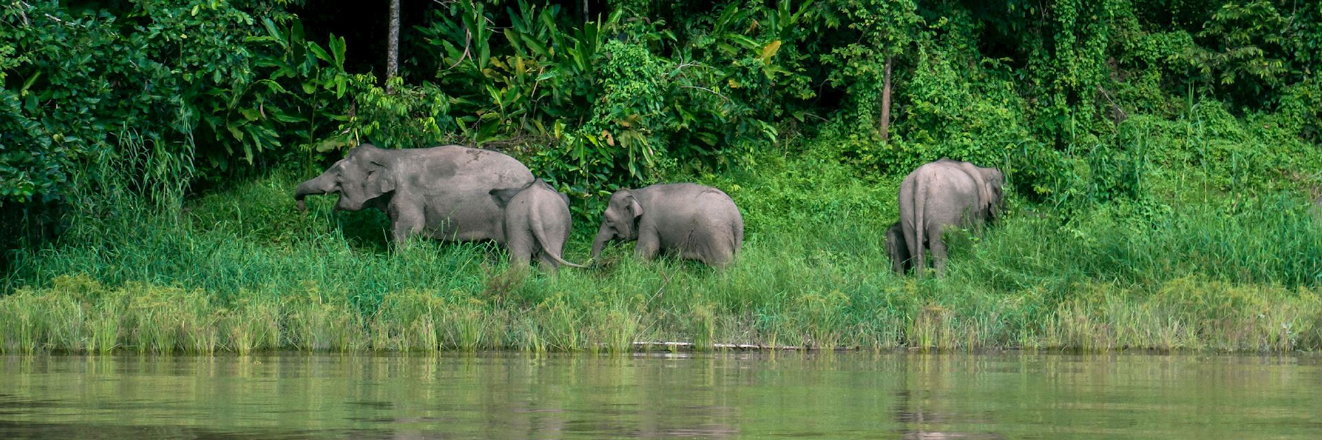 Elephants grazing at the Kinabatangan Wildlife Sanctuary