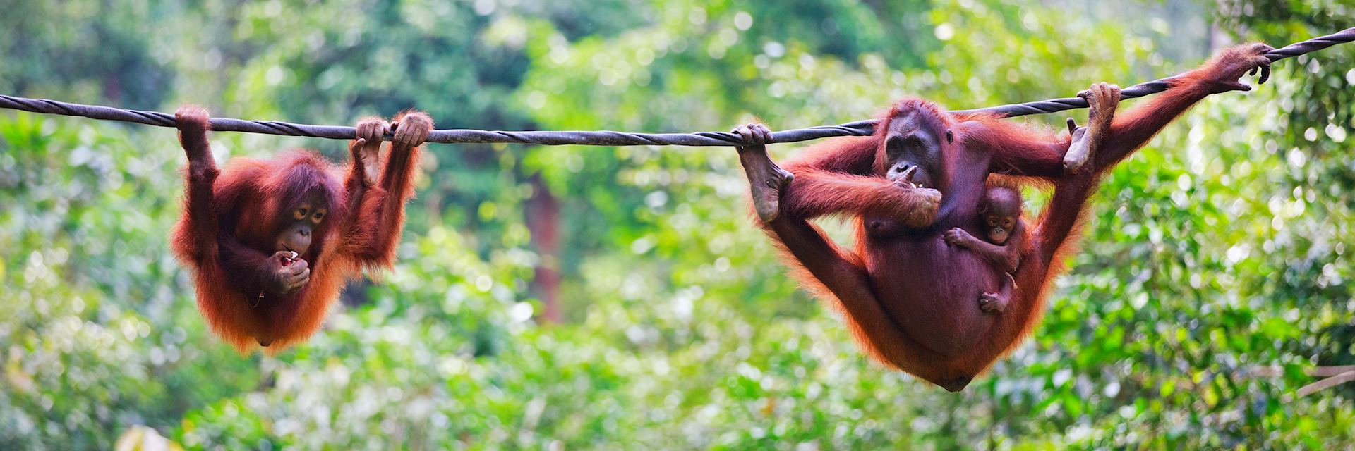 Orangutans in Sabah
