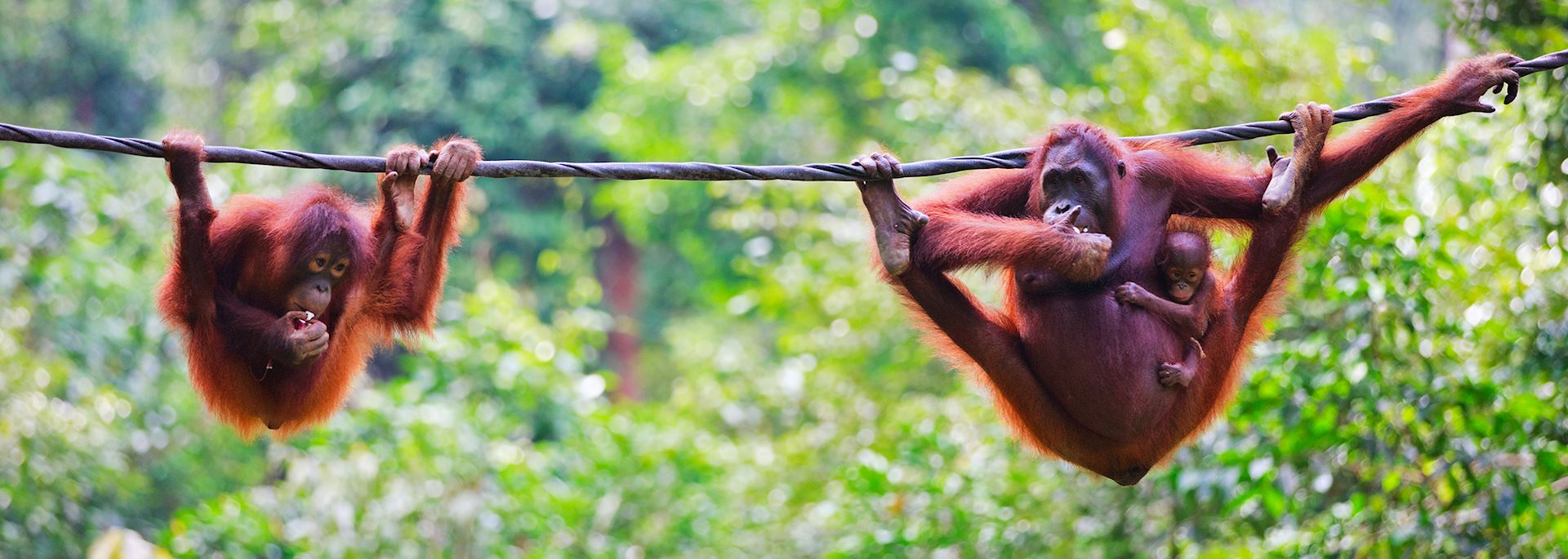 Orangutans in Sabah