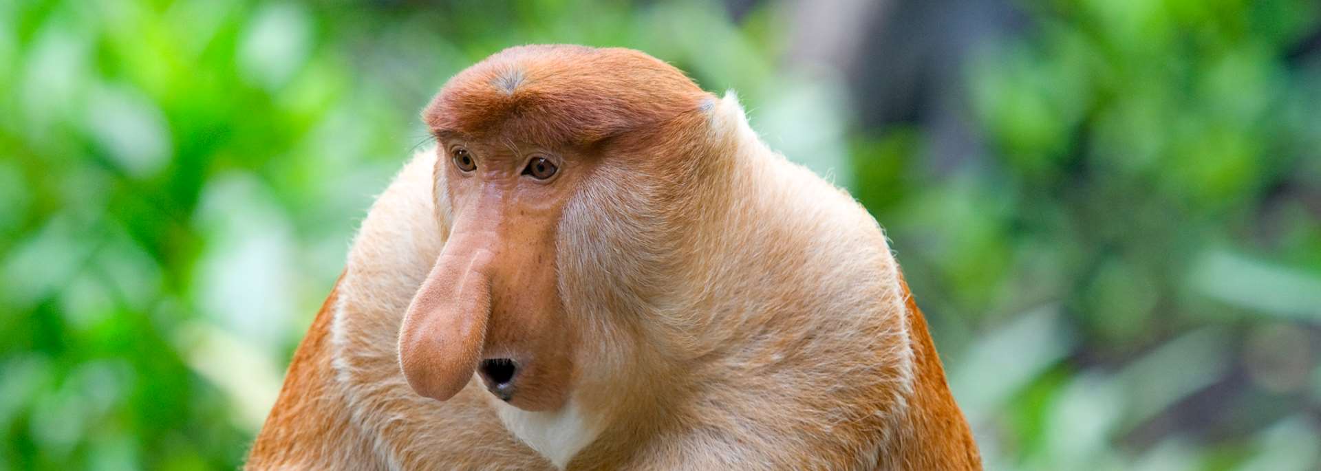 Proboscis monkey in the Garama Wetlands