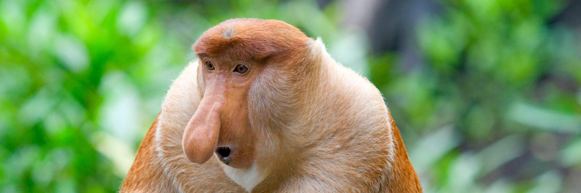 Proboscis monkey in the Garama Wetlands