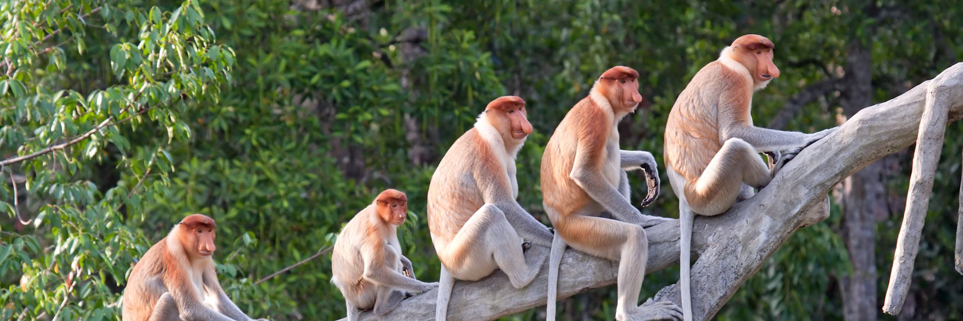 Proboscis monkeys, Kota Kinabalu