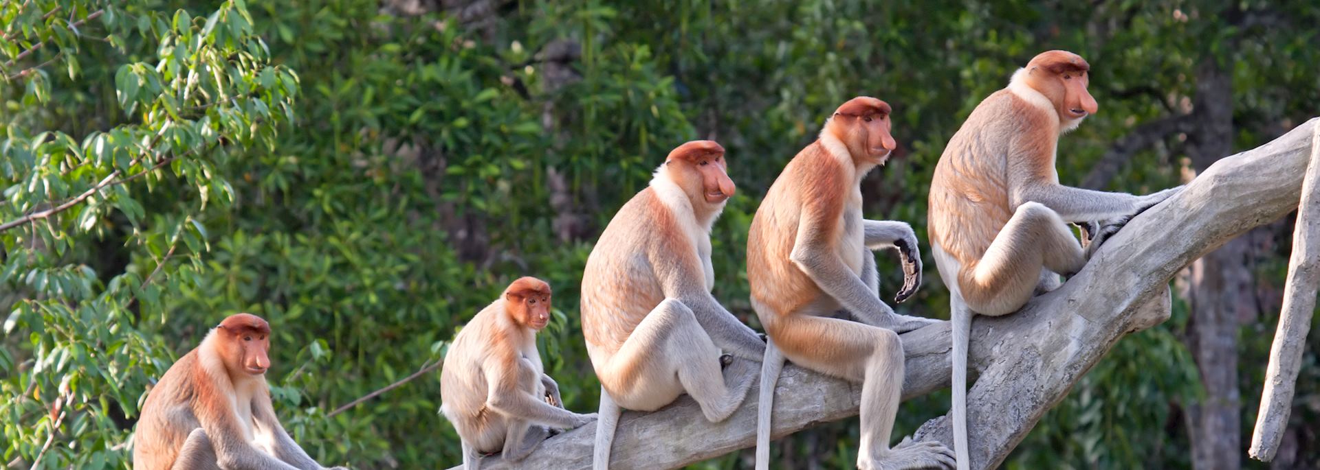 Proboscis monkeys, Kota Kinabalu
