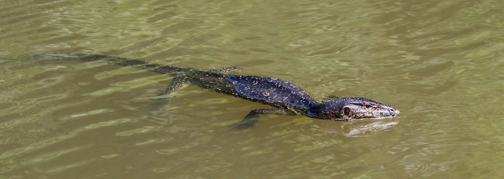 Monitor lizard in the Maliau Basin