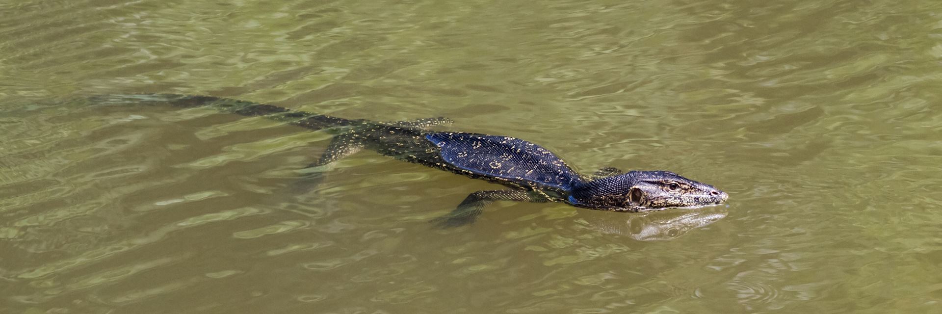 Monitor lizard in the Maliau Basin