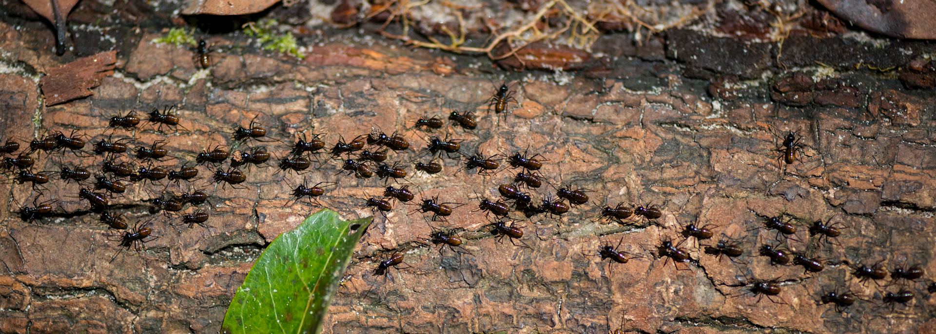 Termites, Tanjung Datu National Park